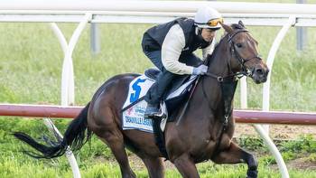 2022 Melbourne Cup Day Field Complete Form Guide betting runners tips