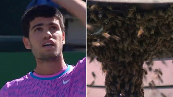 Carlos Alcaraz tennis match suspended due to BEE INVASION as Wimbledon champ flees for dressing room after getting stung