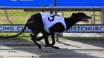 Addington set for huge Thursday night of greyhound racing