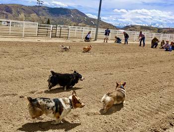 Animals both large and small take to the track at Kremmling’s Kentucky Derby Party