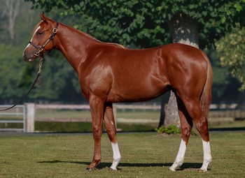 Another Group Winner For The Late Starlet's Sister As Shin Emperor Reigns In Japan