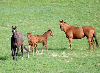 Another Year, Another Declining Foal Crop; Experts Chime In