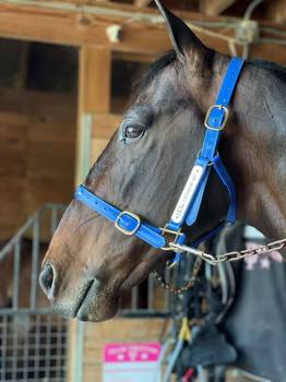 Aussie champion wins debut at Yonkers