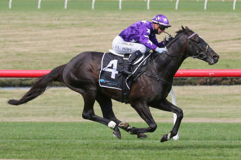 Aussie raider heads odds in the Auckland Cup