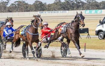 Aussie trotter coming to NZ for Grand Prix day