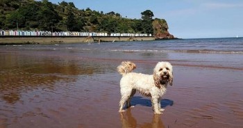 Best dog-friendly beaches in Torbay