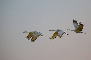 Birders flock to first Midwest crane fest