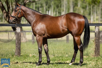 Breeders Plate and Gimcrack Stks Breeding and Sale Mail