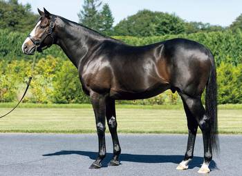 Bricks And Mortar Sires First Stakes Winner In Japan
