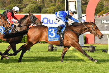 Bring on the Cox Plate for Alligator Blood