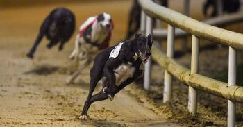 Business End Of Irish Greyhound Derby Approaching At Shelbourne Park