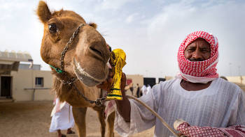 Camel racing in Qatar: A pastime that long predates the World Cup