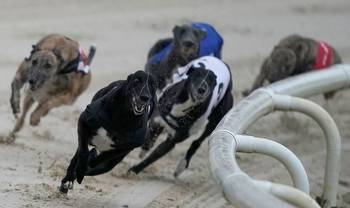 Catch them while you still can... Greyhound racing in danger of disappearing