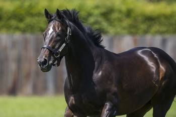 Champion sire Dansili dies