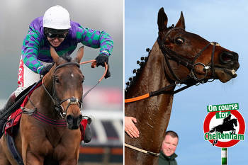 Cheltenham Festival ante post tip: Templegate double BOOSTED to 40-1 with Paddy Power