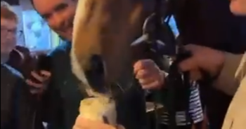 Cheltenham Gold Cup horse cost £800 and even supped Guinness in the pub