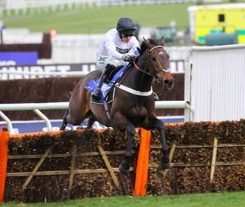 Constitution Hill To End 52 Year-Old Cheltenham Festival Trend