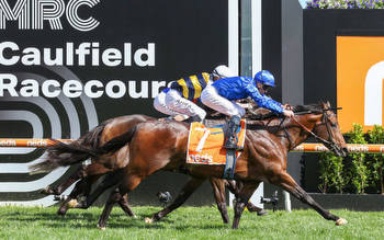 Cox Plate Likely Field