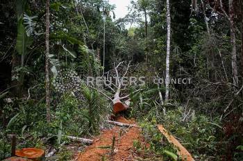 Deforestation in Colombia edges up, moving further from gov’t target