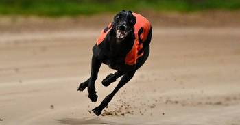 English Derby Draw Highlights Power Of Irish Greyhounds