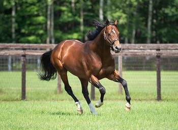 First Stakes Winner For Dubai Turf Hero Real Steel, As All Parfait Rises To The Top At Hanshin