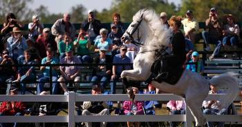 Florida Equine Guide: What You Need to Know About Horses in Florida