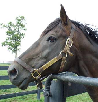 Flying Wallenda: Resilient Warrior Horse