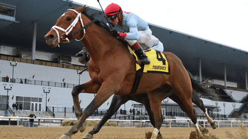 God's Tipster's Saturday Aqueduct and Gulfstream Park Picks: 6 races including the Busanda Stakes