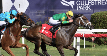 God's Tipster's Wednesday Gulfstream Park Pick: In the 8th, a turf sprint, a longshot races a suspect favorite