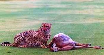 Golfers forced to stop play after lions and hyenas eat dead giraffe on fairway