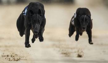 Gone to the dogs: Great week for Offaly greyhounds