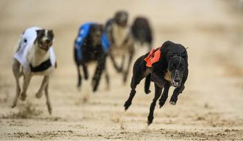 Gone to the dogs: Offaly greyhound still in hunt for Derby glory