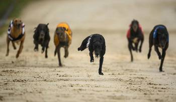 Gone to the dogs: One Offaly greyhound in hunt for derby glory