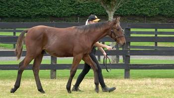 Green finds colt who oozed class among bargain basement weanlings at Karaka