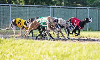 Greyhound Betting: All Bets Explained!