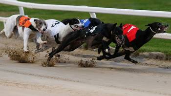 Greyhound Derby betting tips: Latest update and third-round preview