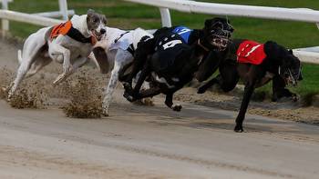 Greyhound Derby final and free betting tips from Ian Brindle