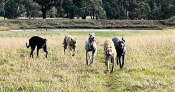 Greyhound news: superstar pups predicted to shine