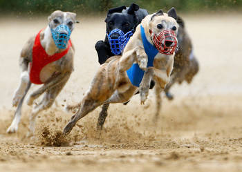 Greyhound racing nears its end in the U.S.