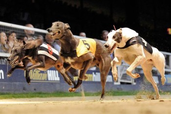 Greyhound racing tips: Saturday August 1st