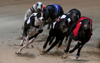 Greyhound Tips: Darrell Williams' best bets Irish Derby