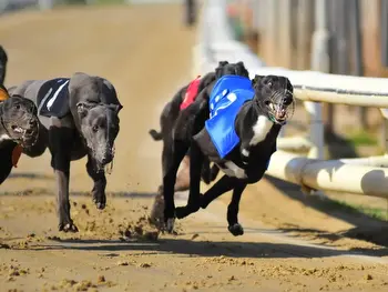 Greyhound Tips Today: Betting Picks For Tonight's Racing
