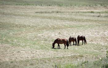 Hardwick Board of Selectmen want referendum on thoroughbred horse racing