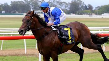 Hawaii Five Oh, Yellow Brick to face off for Stradbroke ticket