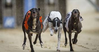 Holland, calls for a Netflix-style docuseries to save greyhound racing in Ireland