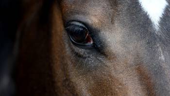 How horses became 'therapy' during mental health struggle