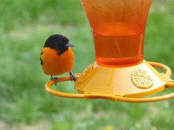 How to attract Baltimore orioles to your bird feeder