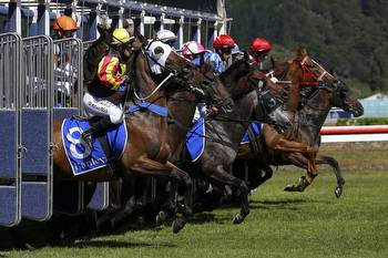 Huge stake increase for Cape Guineas in December