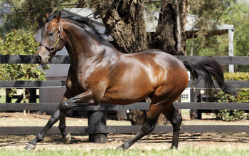 I Am Invincible lands sires title at last