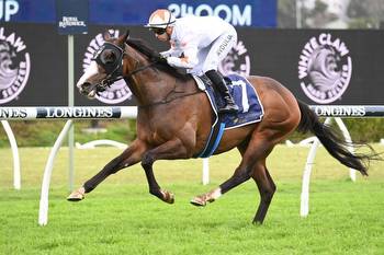 Imported stayer short odds in the St Leger Stakes at Randwick